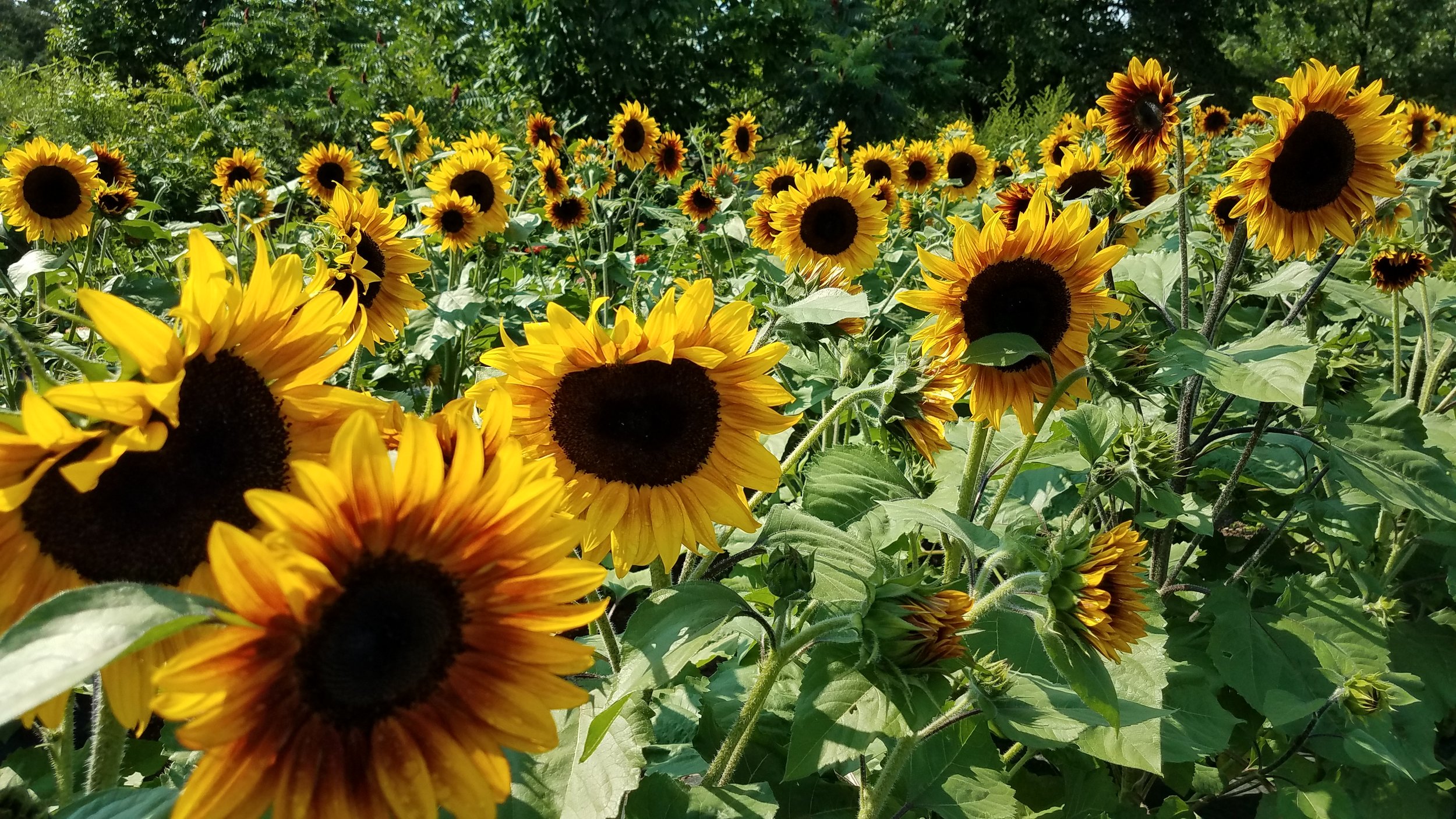 20170809_161324.jpg