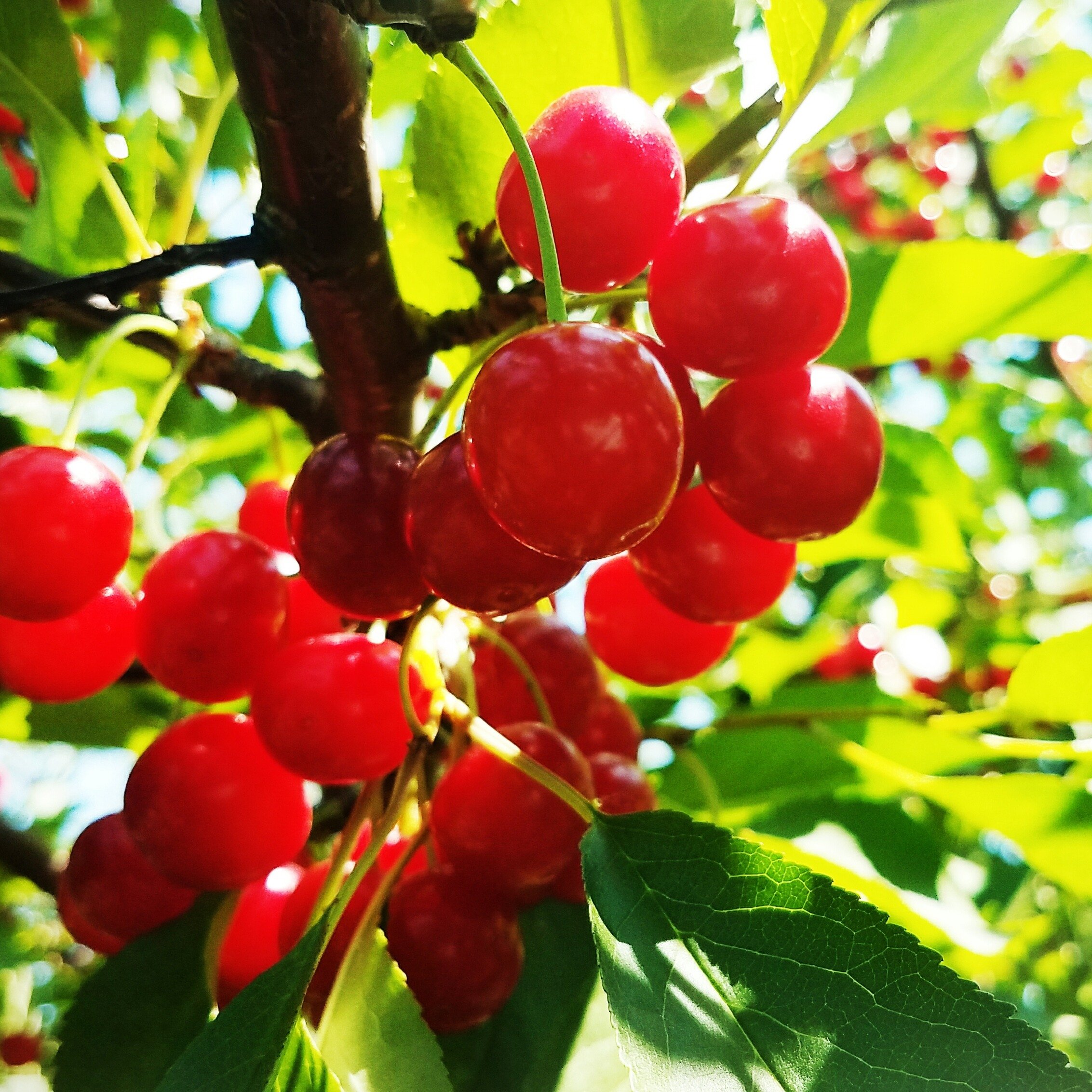 Annual IQF Fruit, Bulk Sale!