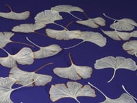 Client: Impressions Originale Project: Wrapping paper Animator: Katy Beveridge