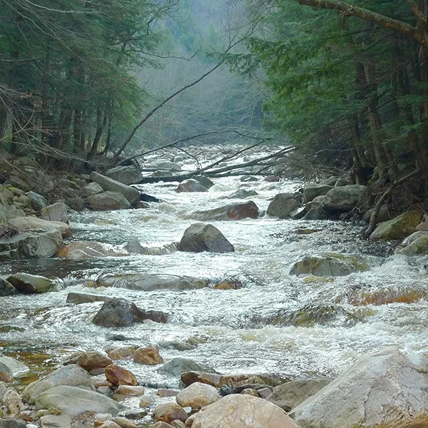 The Roaring Branch below the Kelly Stand. Photo: Seline Skoug