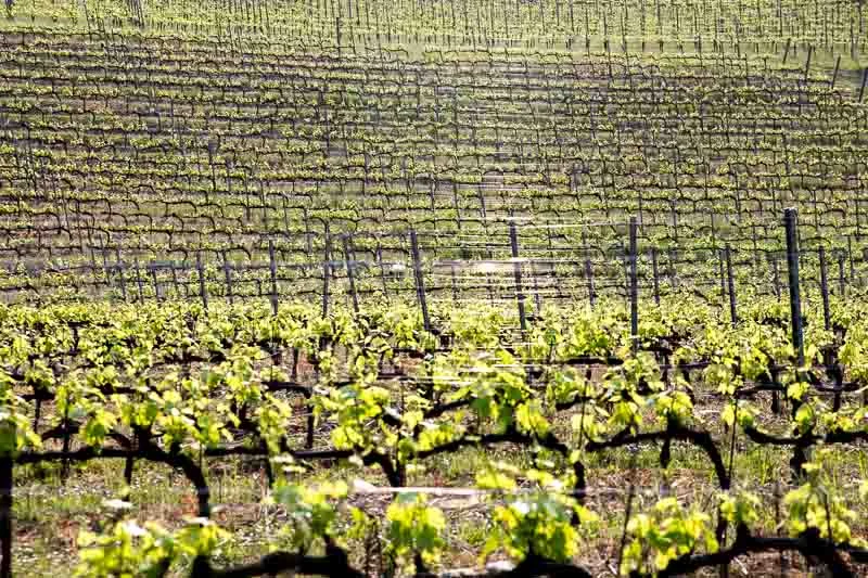 Italy Vineyard.jpg