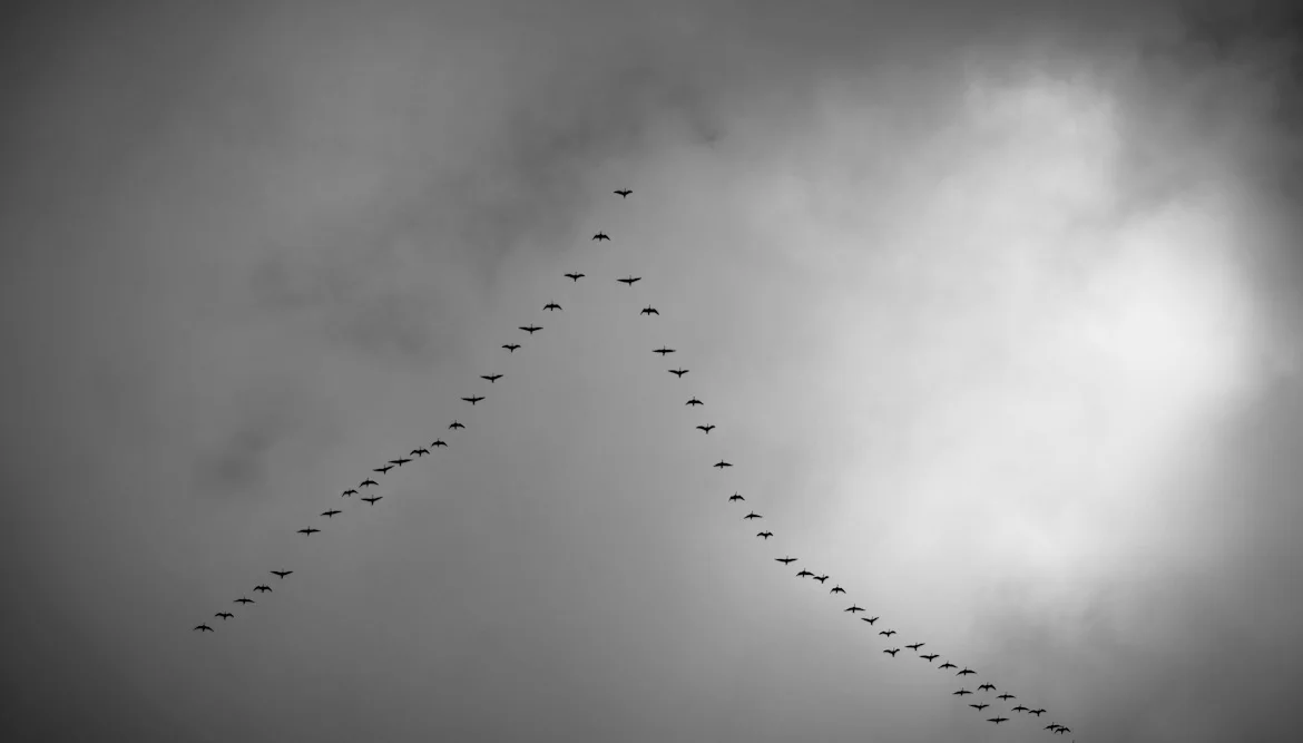 birds.jpg