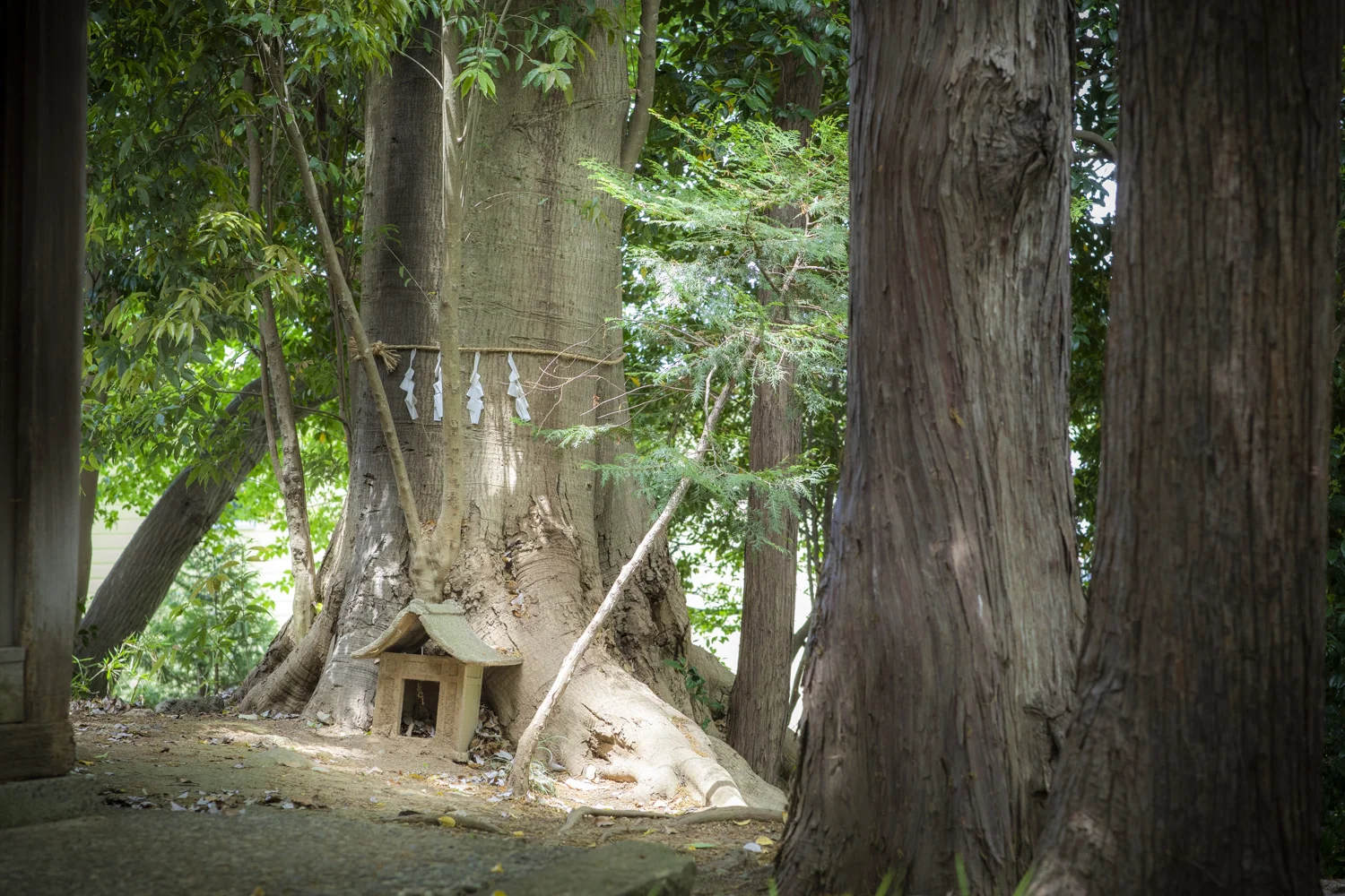 kasuga-shrine_17.jpg