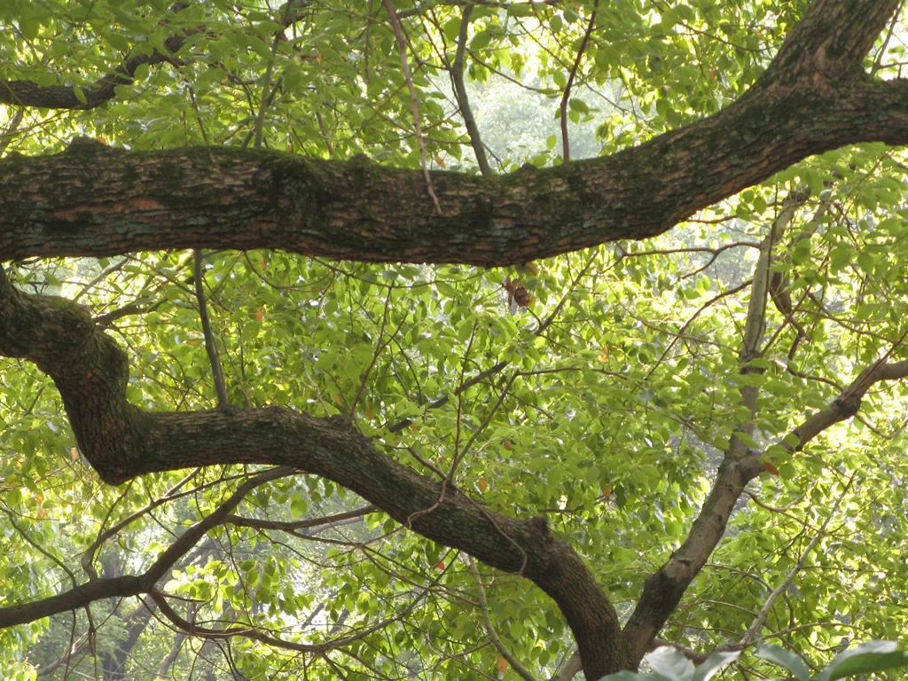 tree limb_1024.jpg