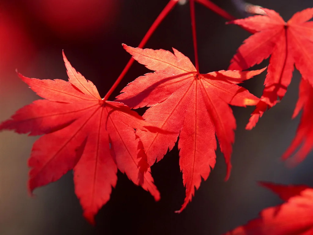 red-leaves-321-8.jpg