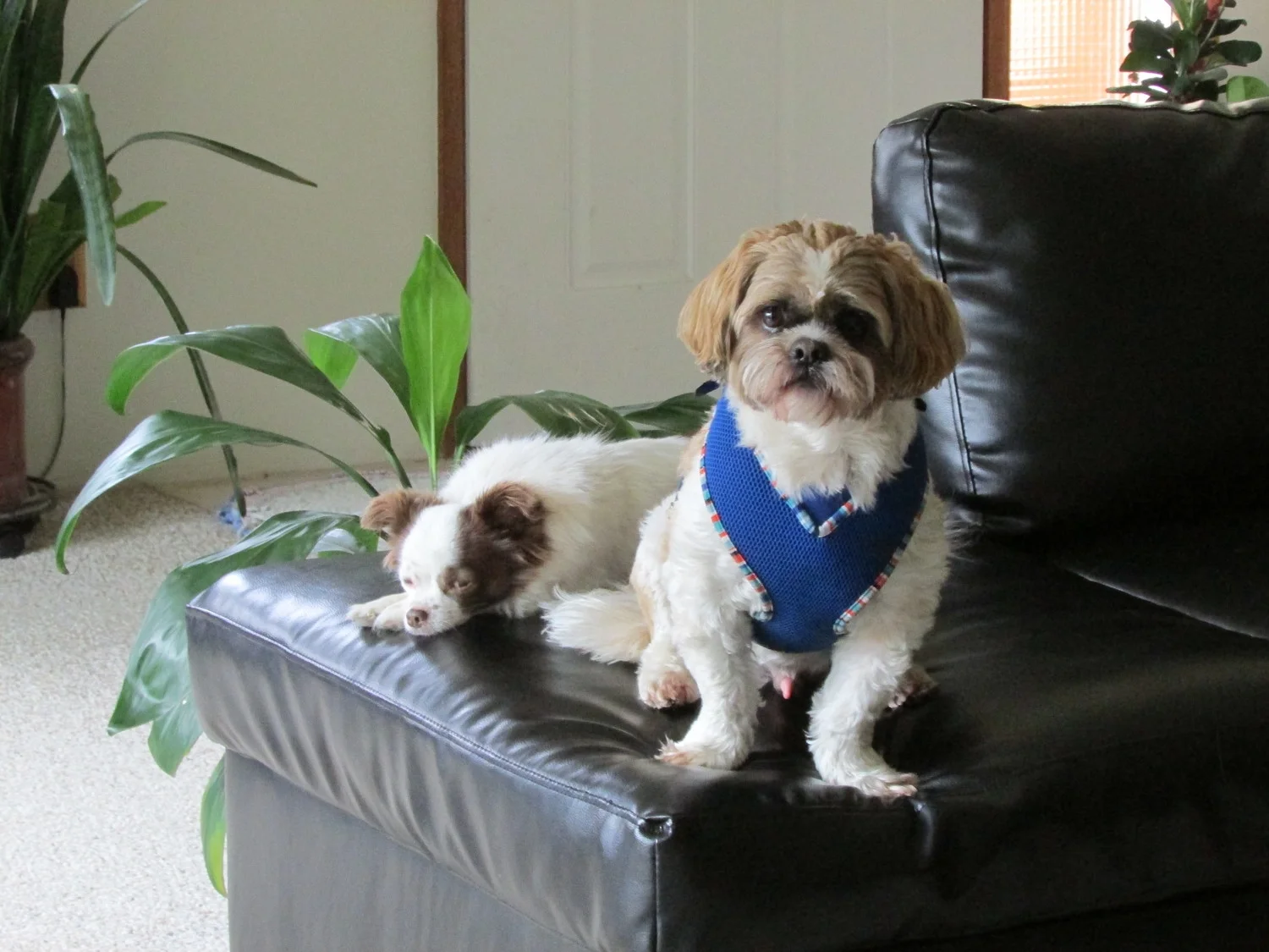 Dandy & Luna resting after playtime
