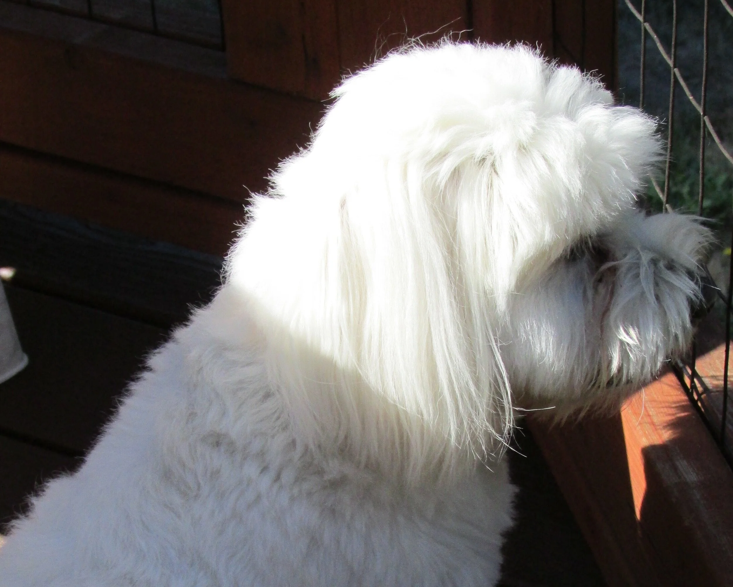 Cooper watching the birds