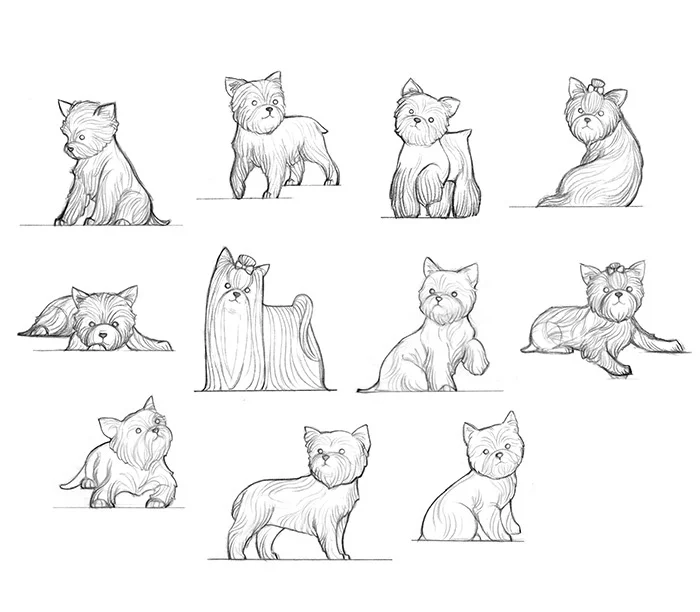 Animal study _ Yorkie