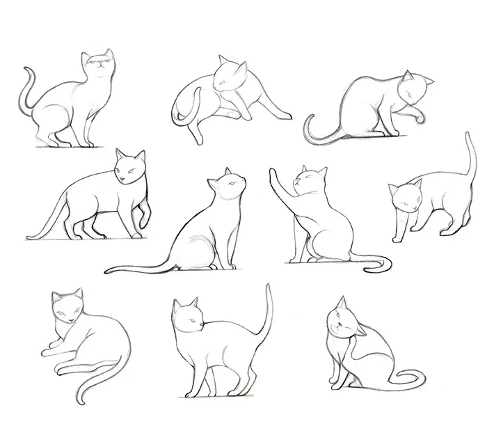 Animal study _ Cat