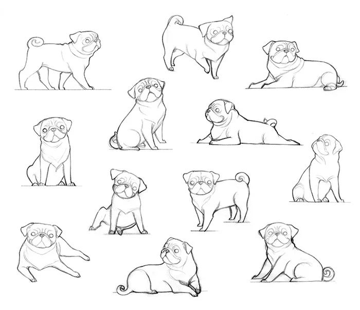 Animal study _ Pug