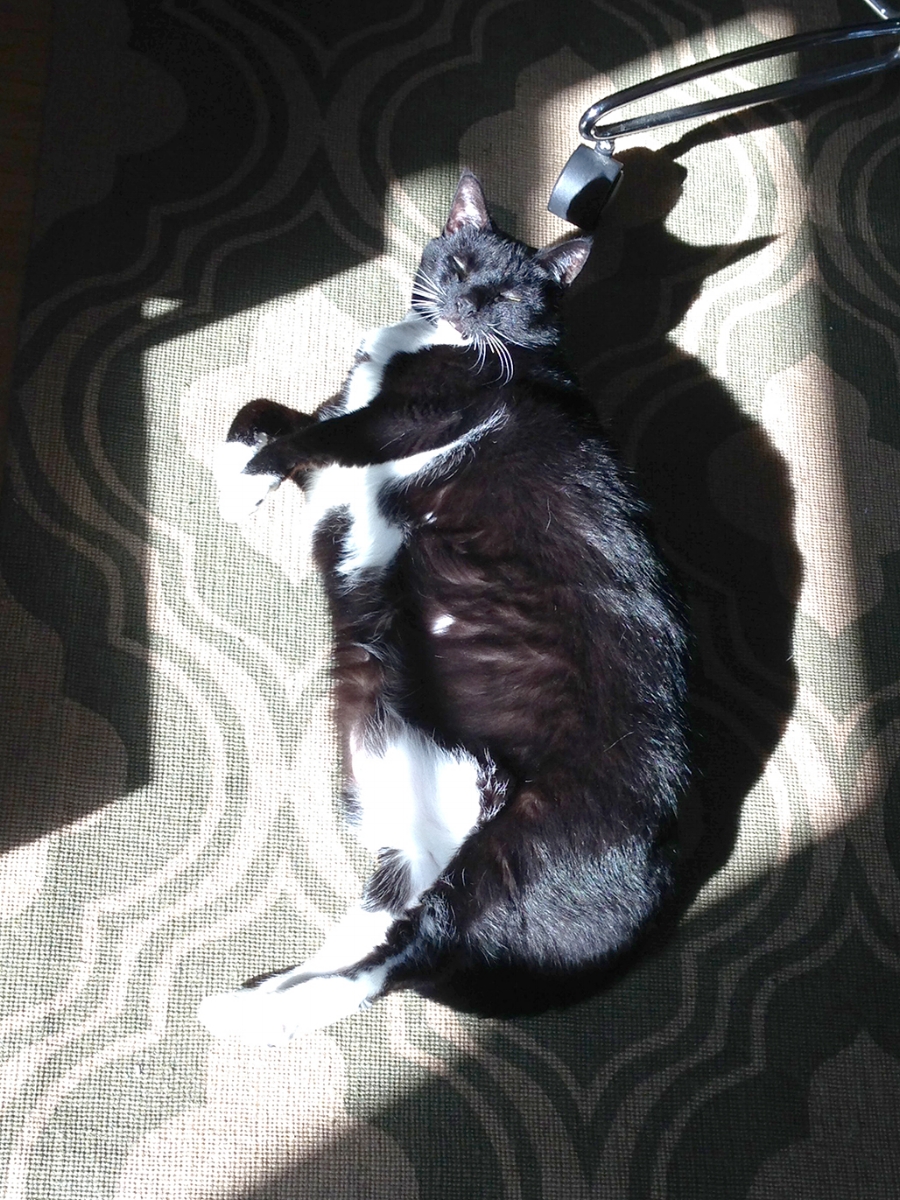 'Sunbathing' - My not so fluffy kitty, Papillon.