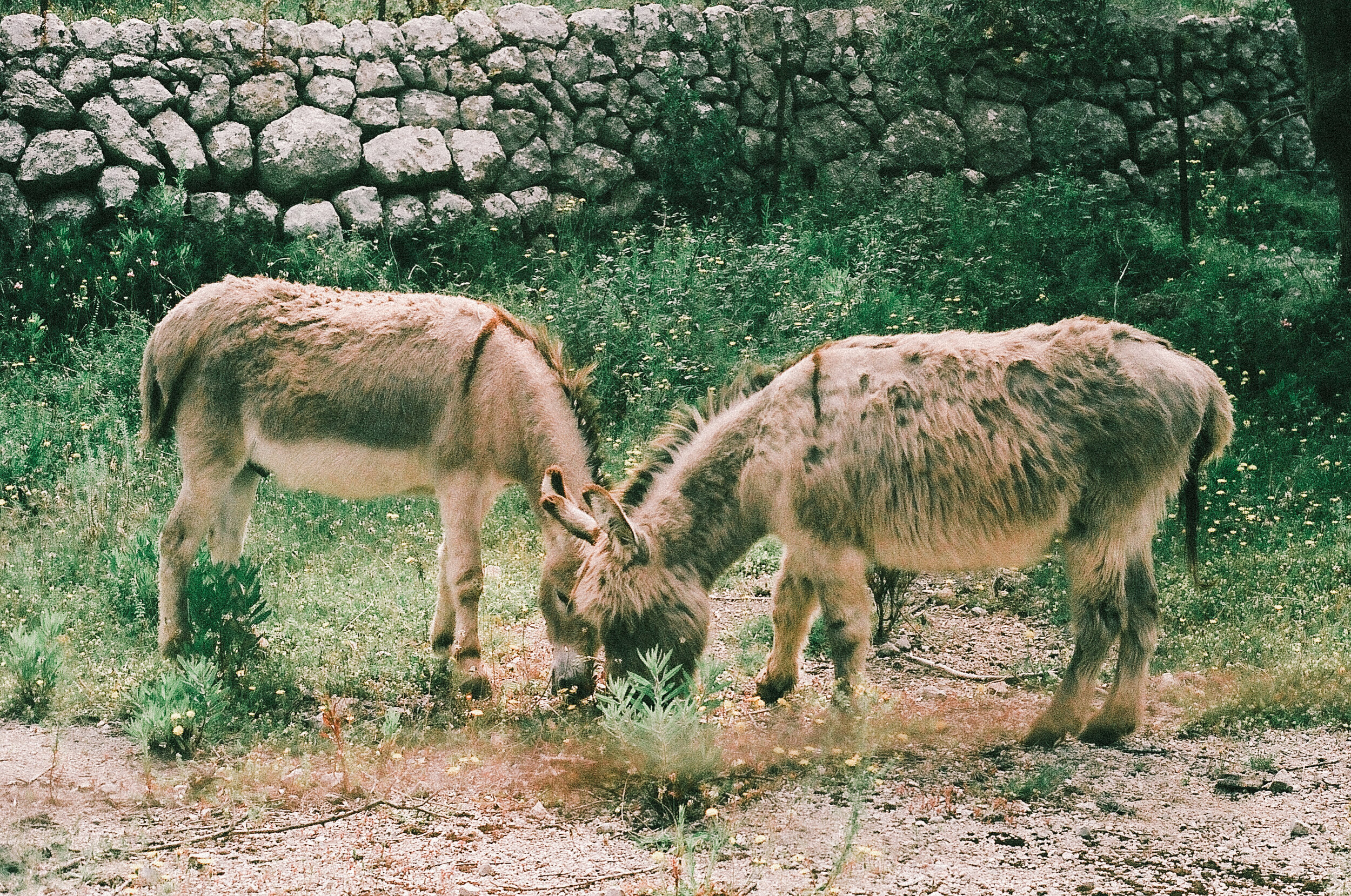 82250032.jpg