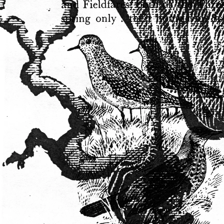 How to Tell the Birds