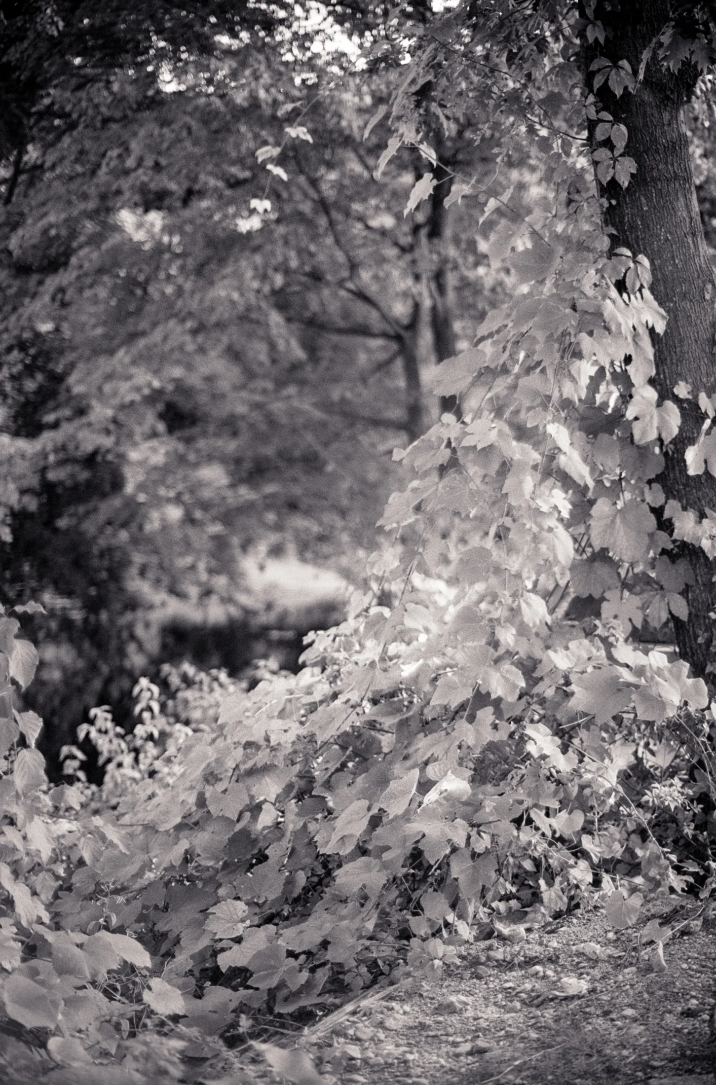 Walking_Bow_160721_01.jpg