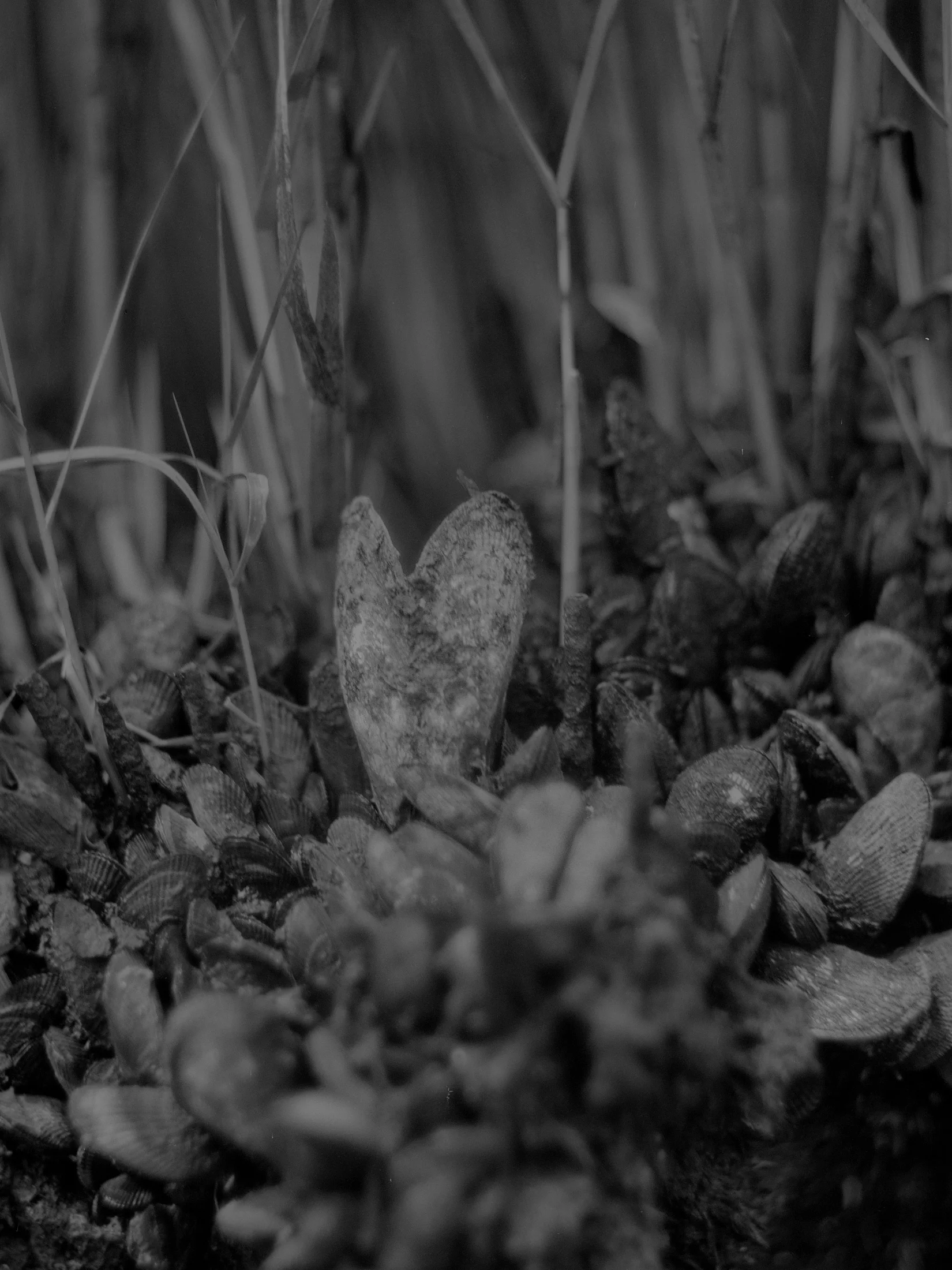 meniscus_bw_89.jpg