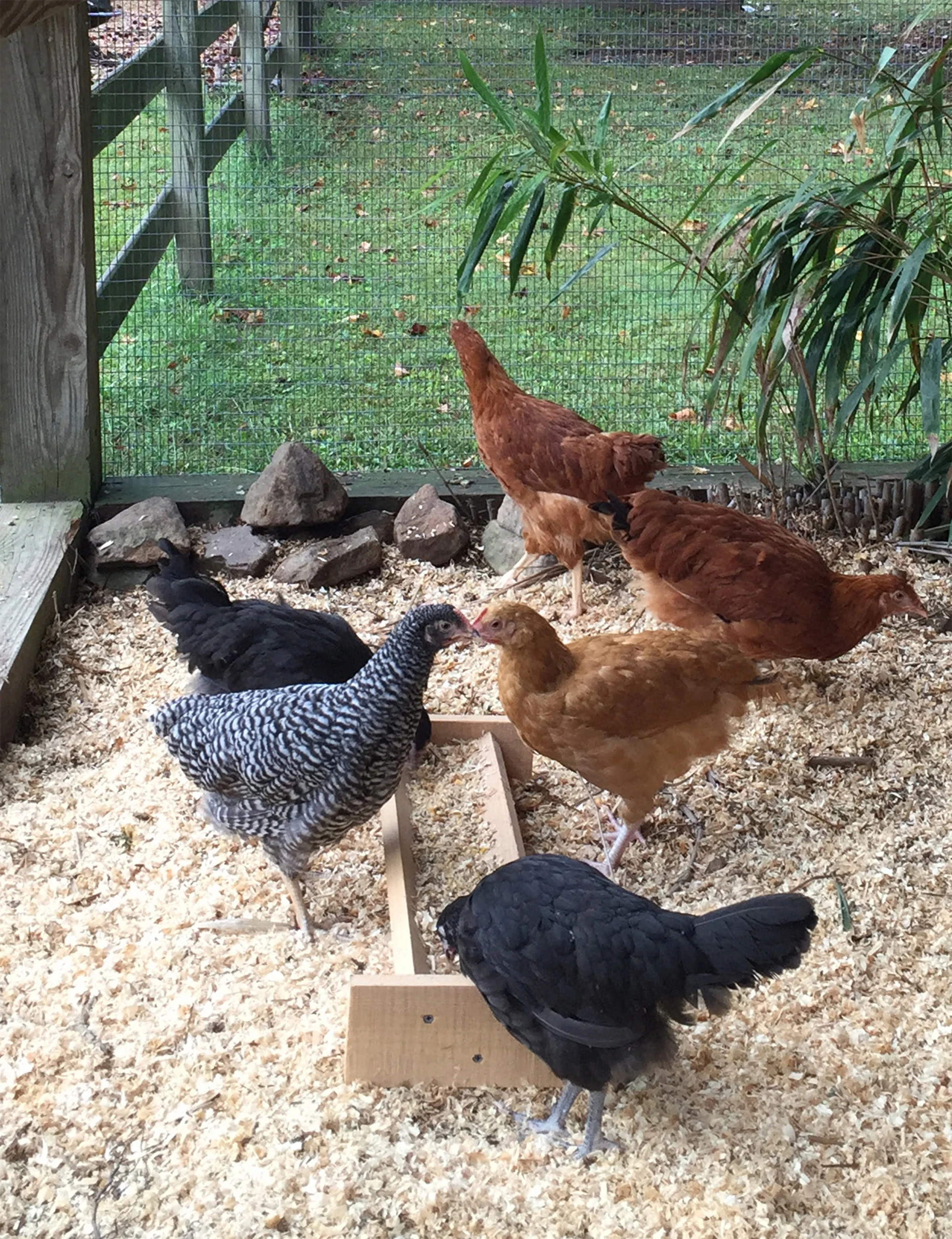 chicks copy.jpg