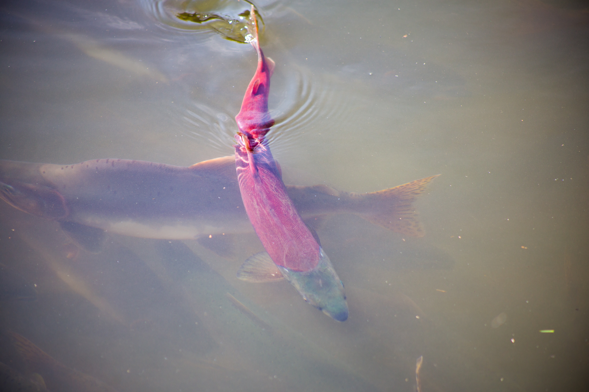 Sockeye Salmon that we saw while hanging out at the stop below. 