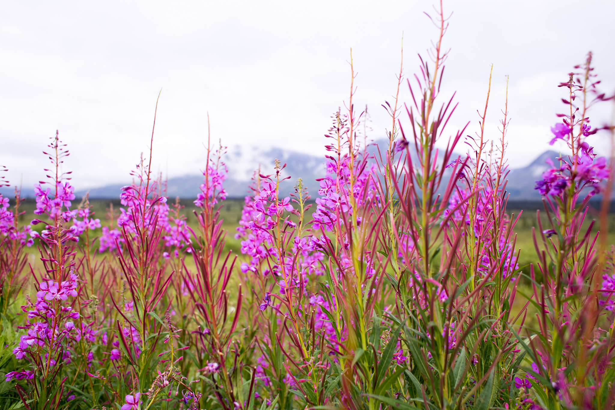 Fireweed! You will see places that actually turn this into different products like fireweed jelly! 