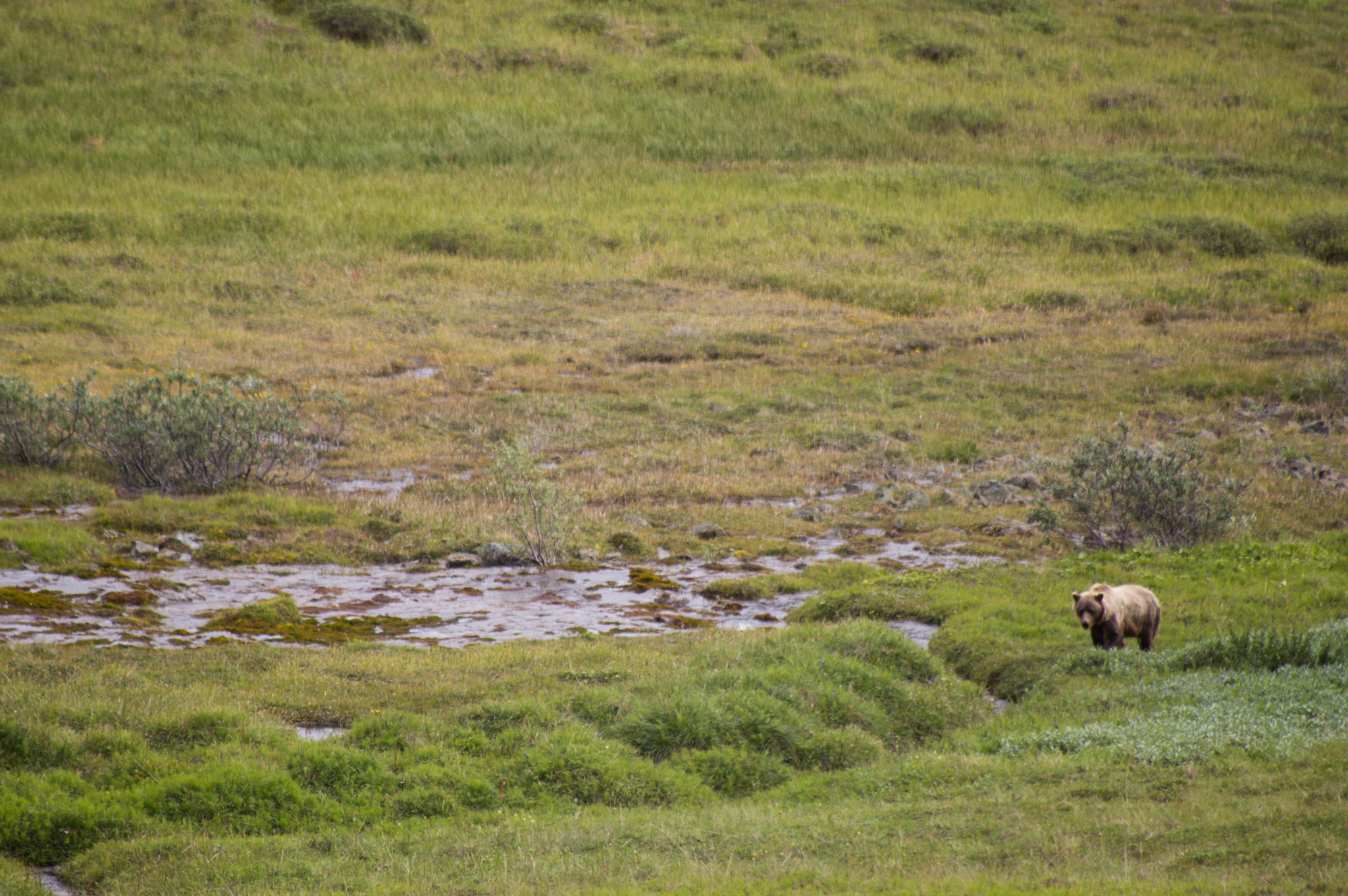 Danali National Park - Brown Bear Sighting