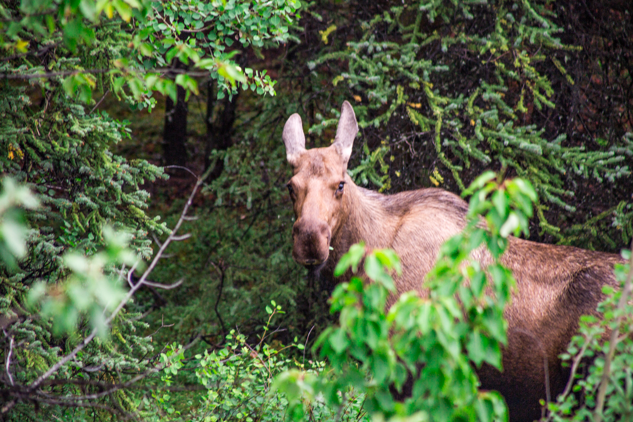 No worries here... I was actually quite far away from this Moose. :)
