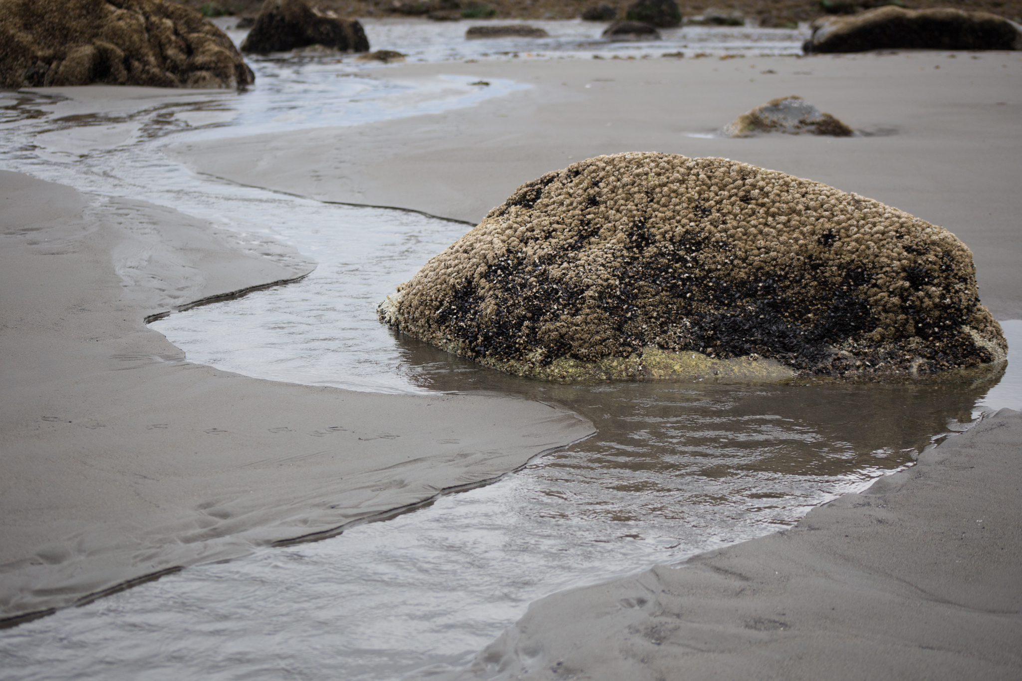These next several images were taken in the Kenai Peninsula along the Cook Inlet/ Sterling Highway but I cannot think of the specific place for some reason! I believe it is a beach near Homer. 