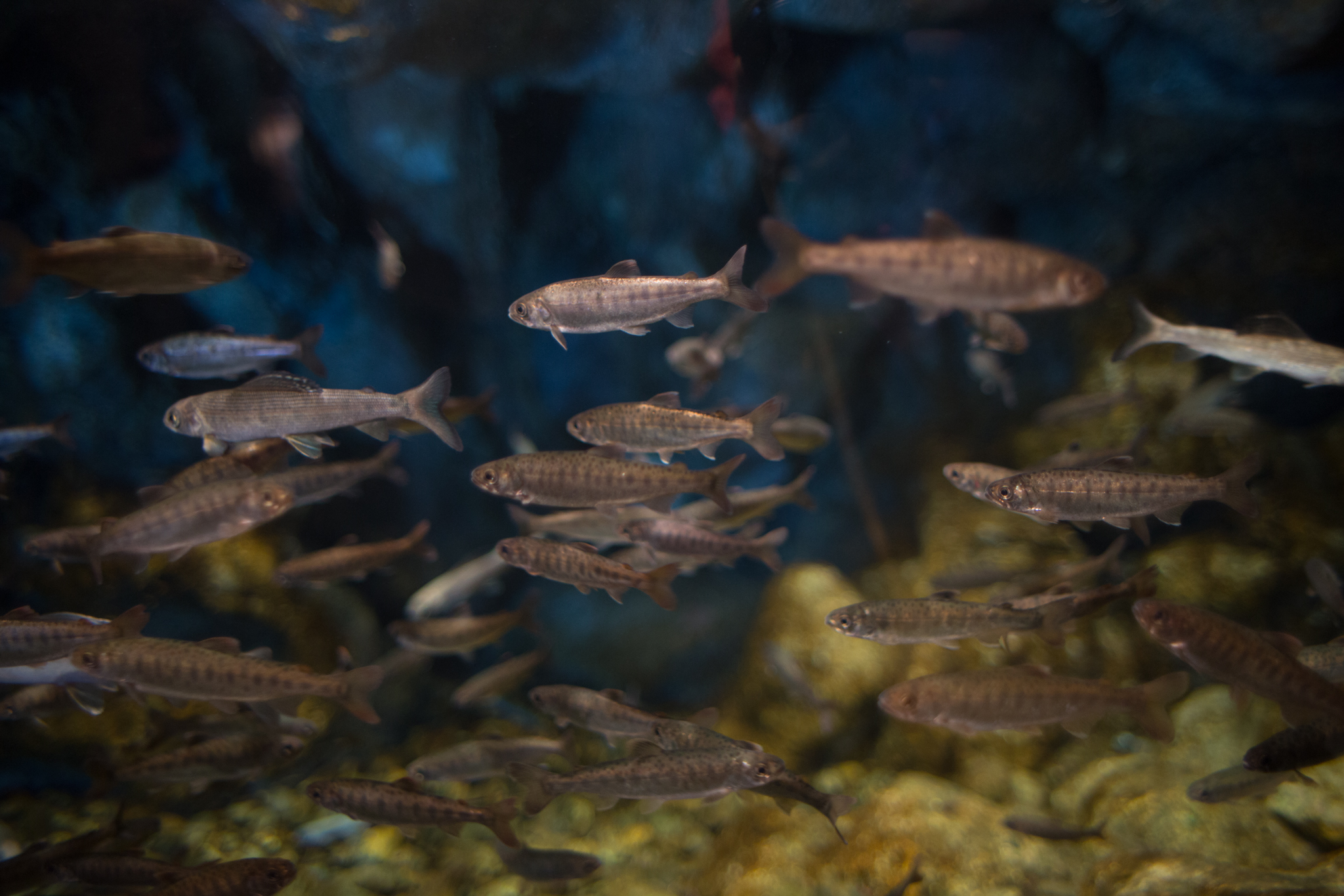 If you find yourself in Seward, be sure to stop by the Alaska SeaLife Center! Always worth a visit especially if you are having a bad weather day!