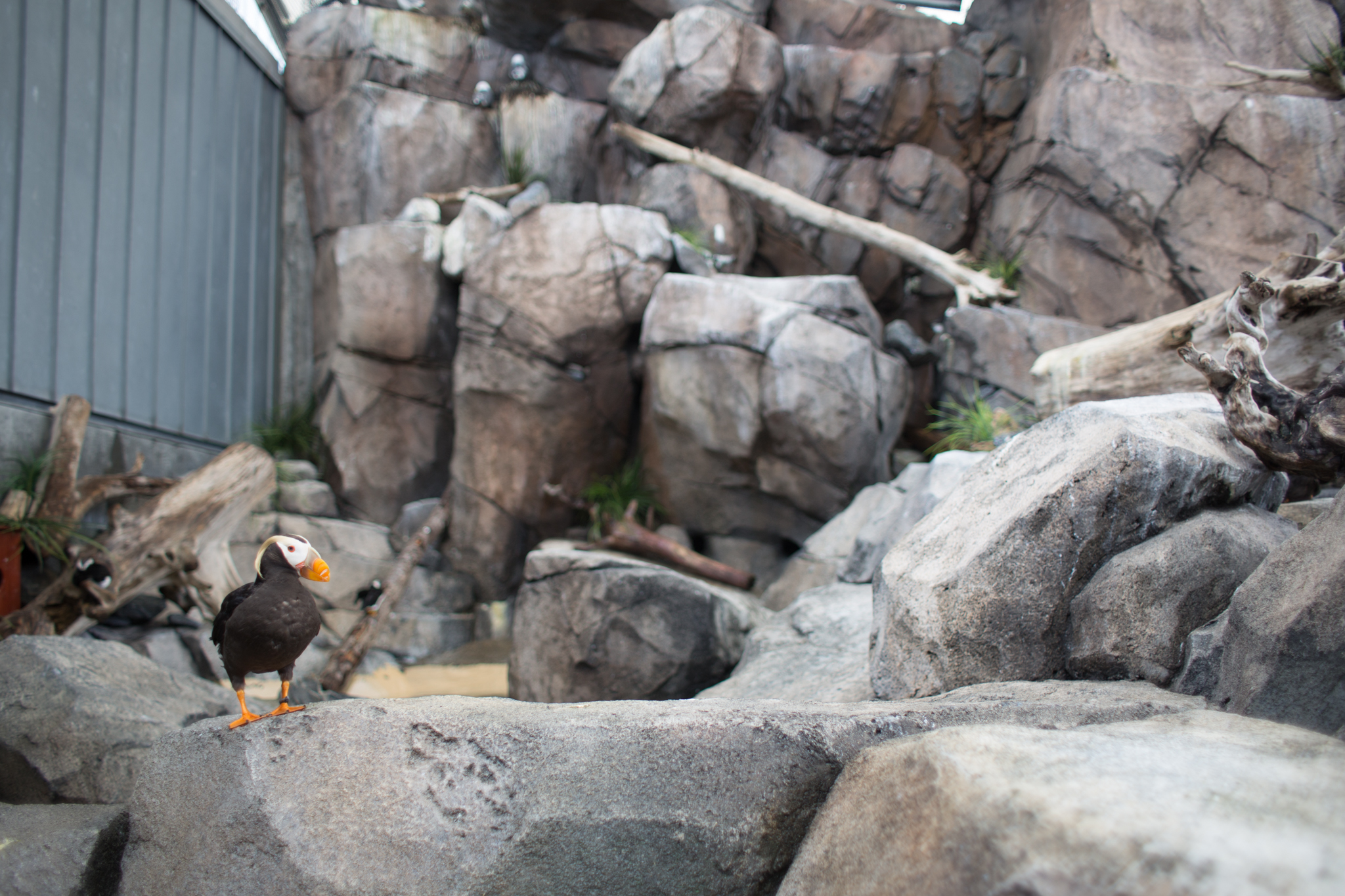 The ever-famous and adorable Puffin