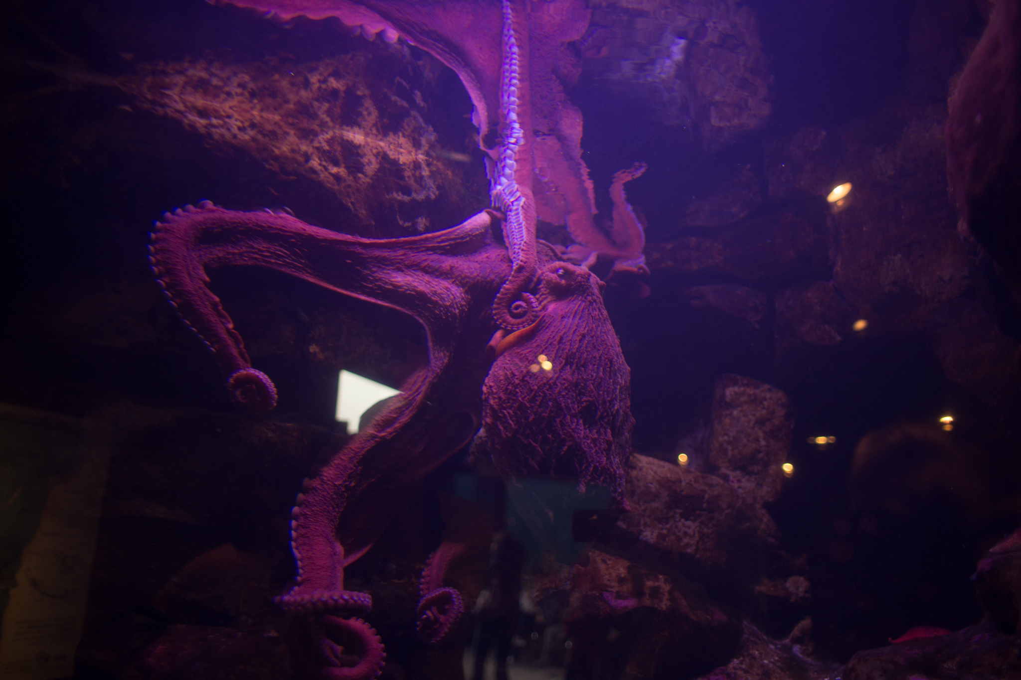 This octopus, is worth going and observing all by itself for as long as you can get away with it. He is utterly fascinating. 