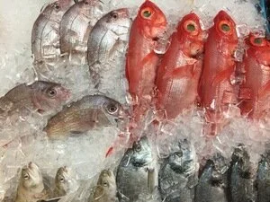 fishonice.jpg