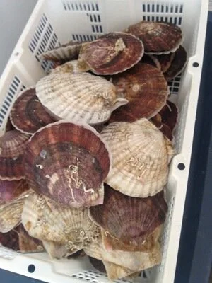 clamshells.jpg