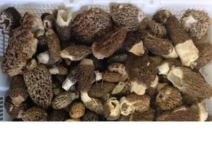chanterelles.jpg