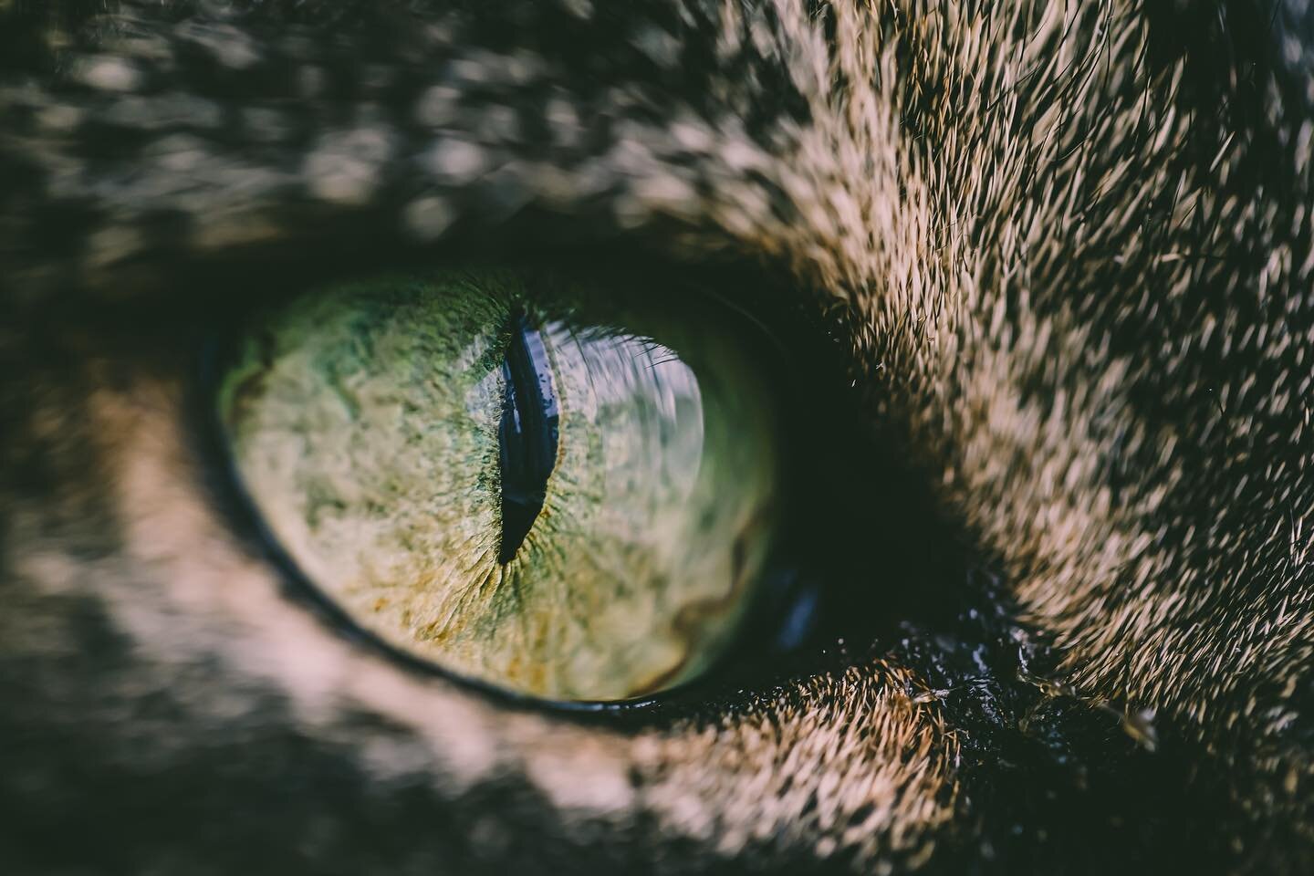 The all seeing eye of Alfie.
📸 @sony.unitedkingdom a7iii
🎞 @canonuk 100mm F/2.8 L Macro
🎥 @sigmauk MC-11
Through great collaboration, we make great images.
.
@alfiethecat12 
.
@sony @sonyalpha @manfrottoimaginemore @catswiththeirtonguesout @planet