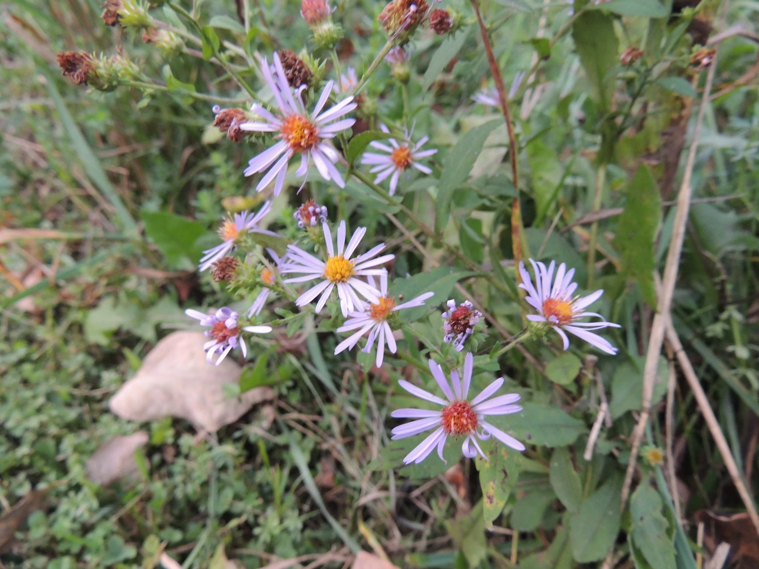 DSCN1801.JPG