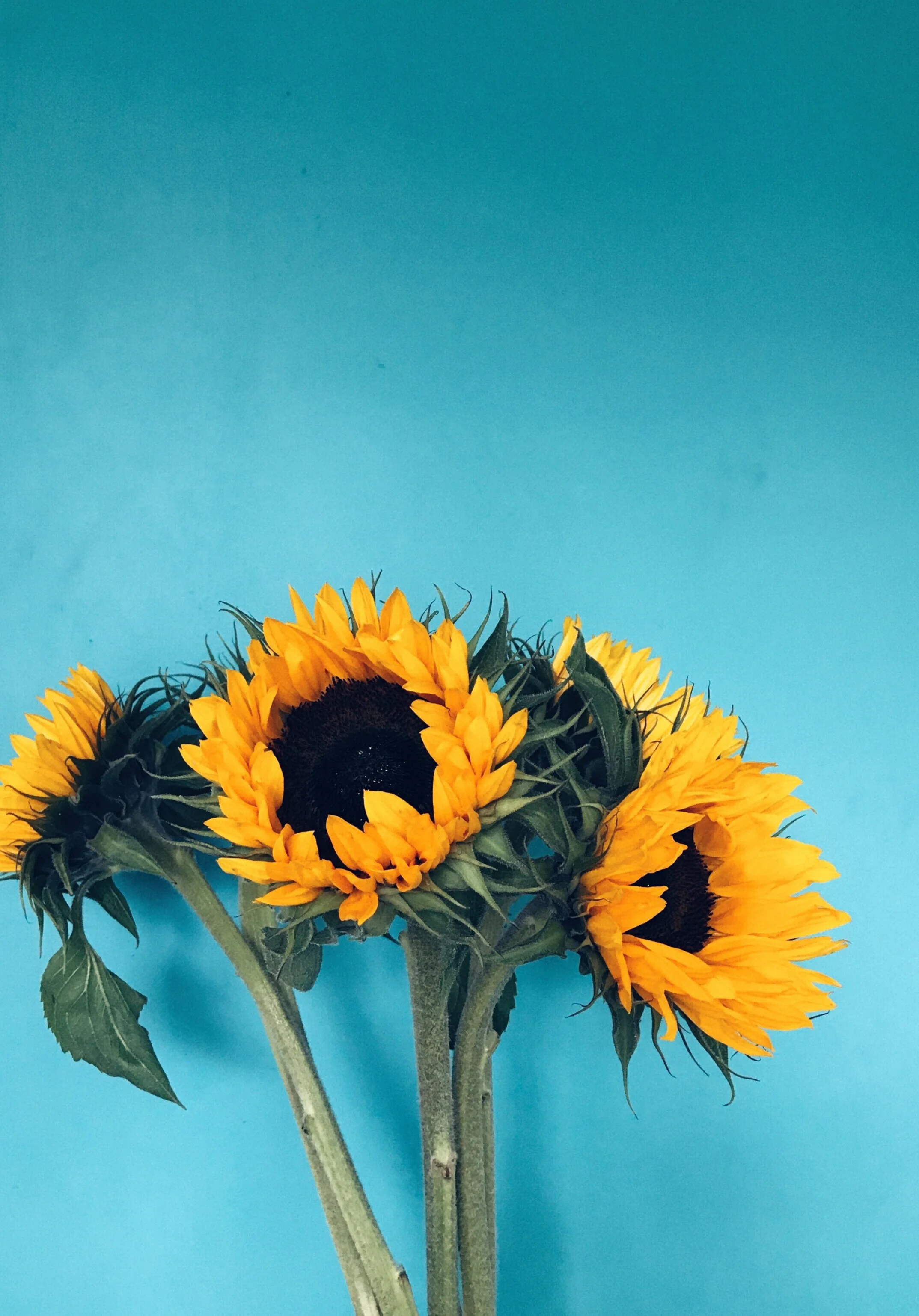 beautiful-beautiful-flowers-blooming-1550618.jpg