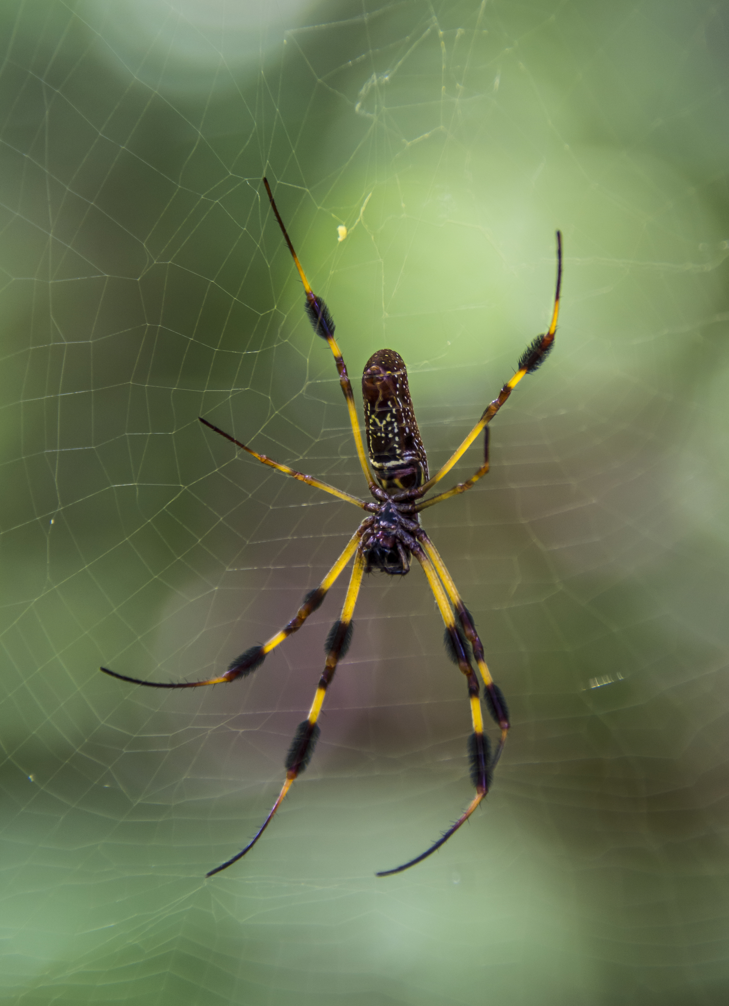 GoldenSilkOrbweaverBayouSpider(10-14).jpg