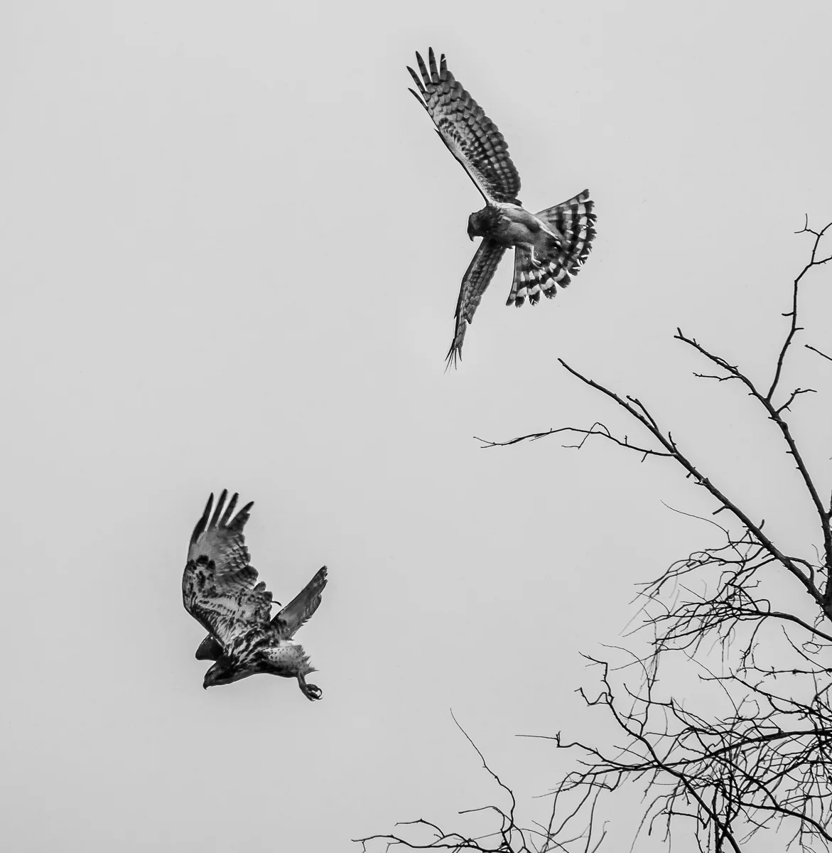 Duel in the Winter's Sky