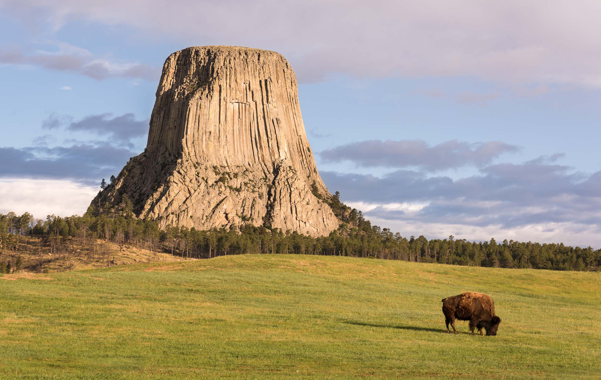 "Lone Bison Grazing before Devils Tower"