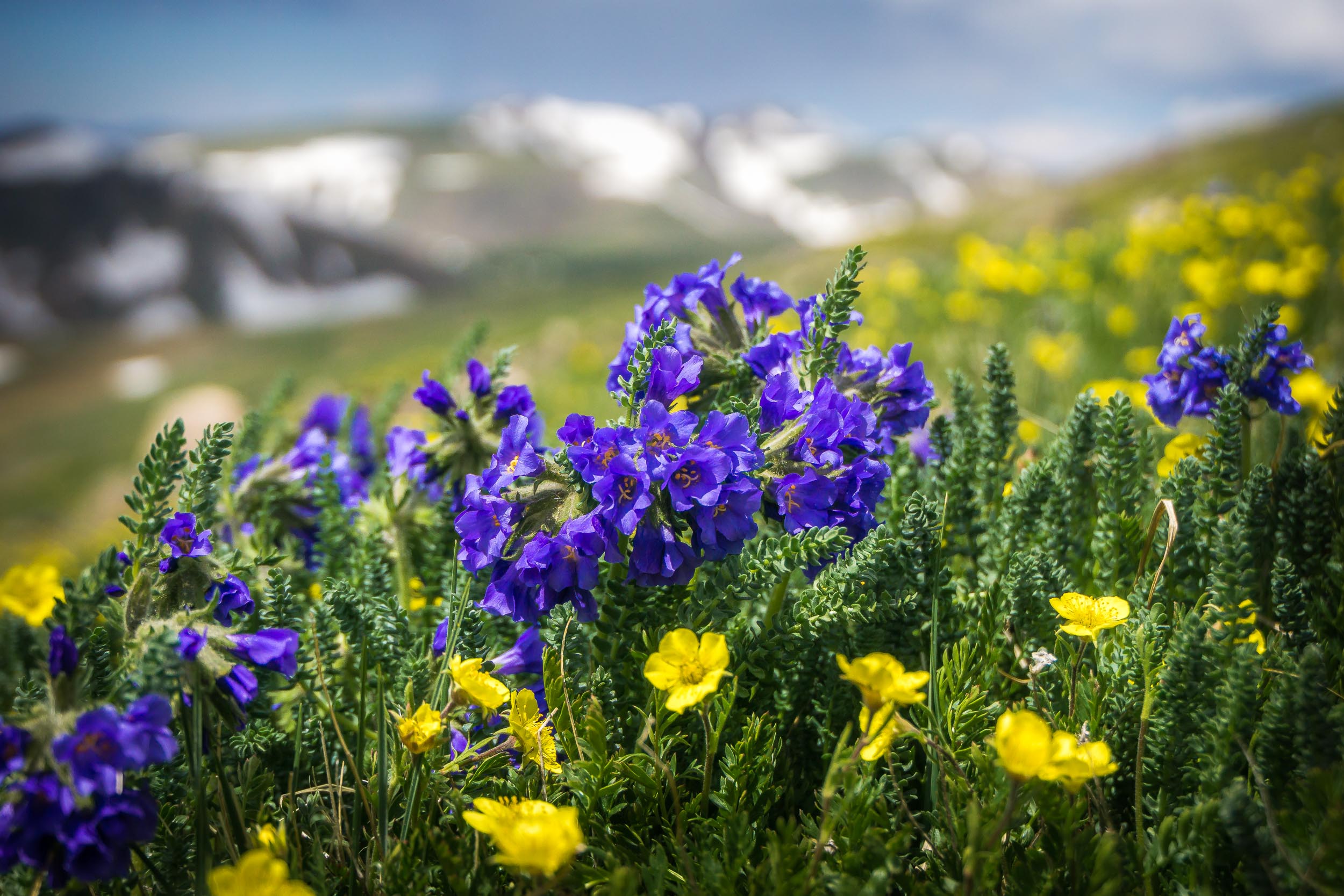 "Alpine Colorado Bluebells"