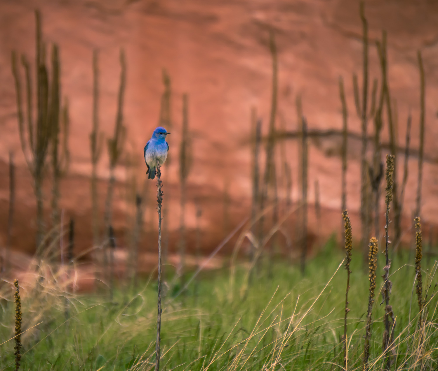 Perched Bluebird 