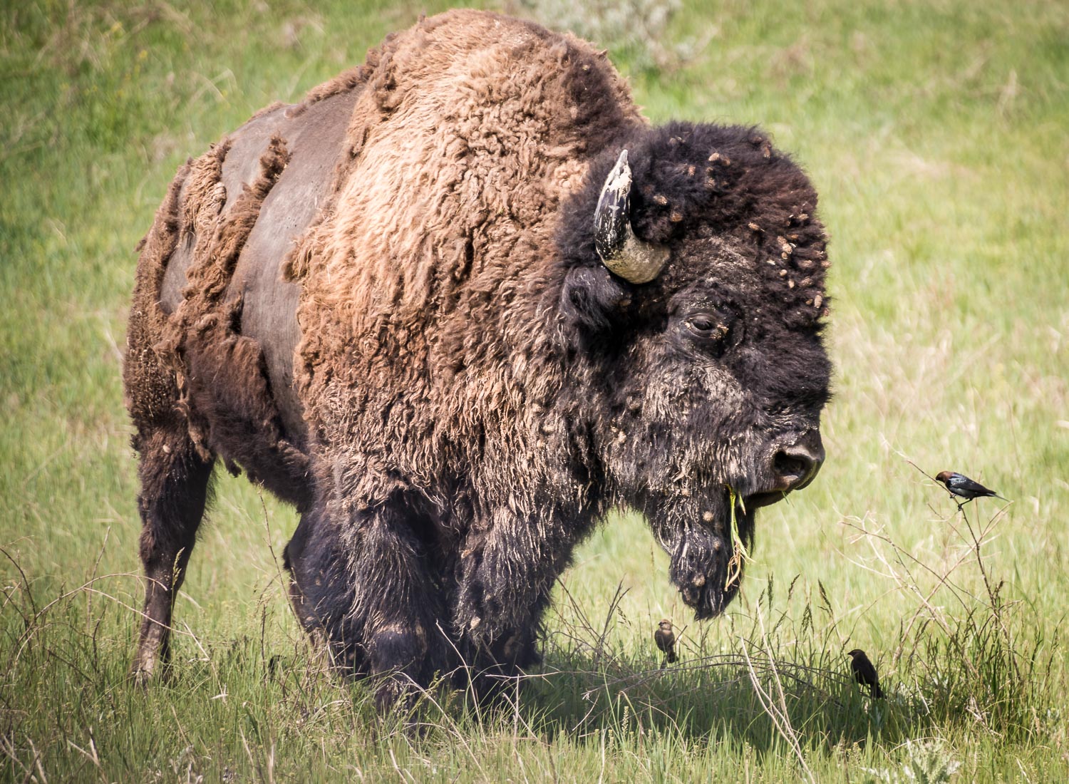 Grazing American Bison