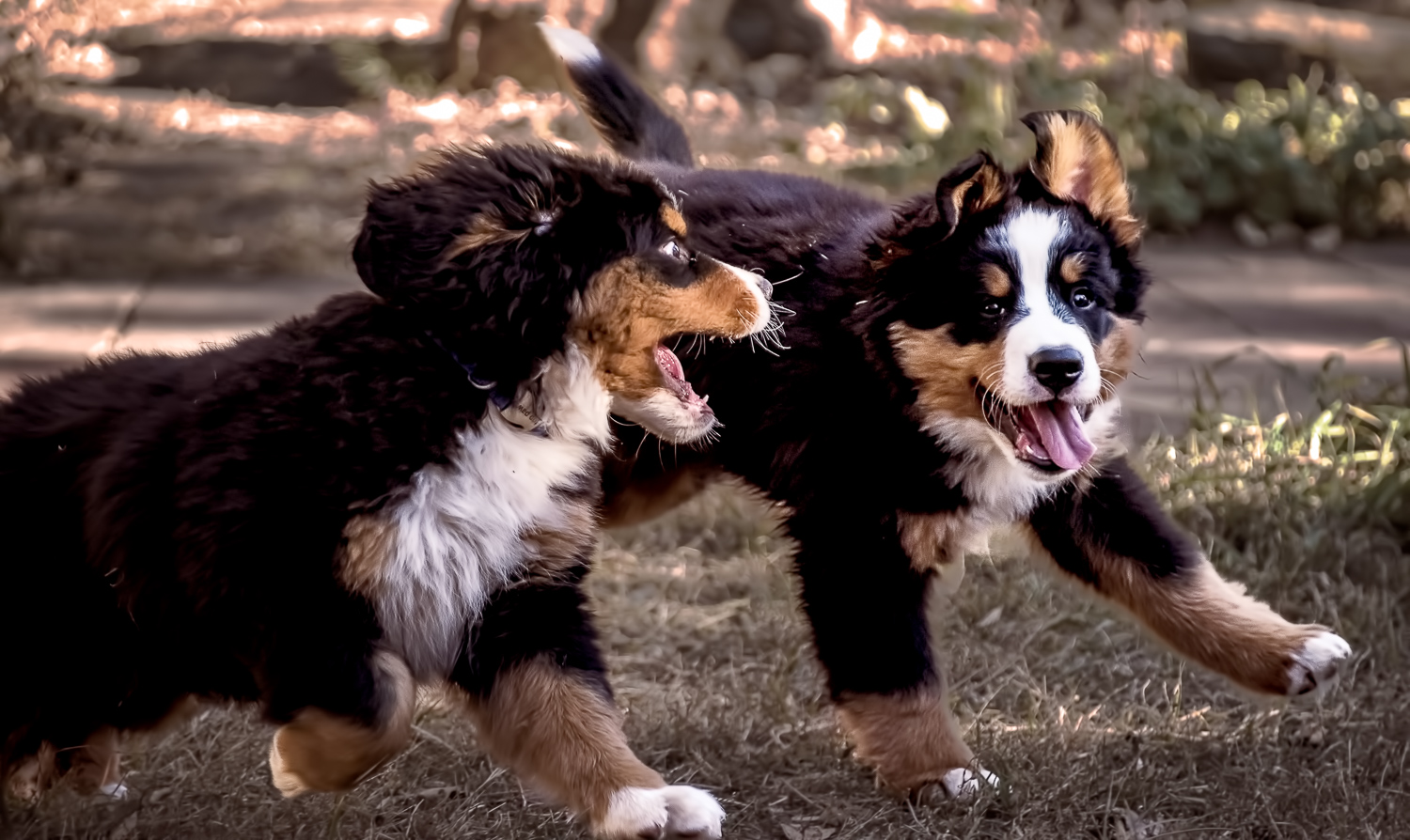 "Rocky & Rambo Playing in Yard"