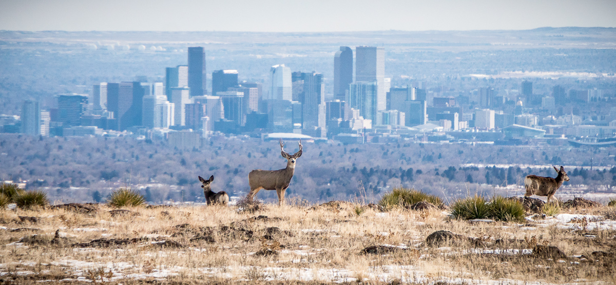 TrailDog Artisans Photography Cary Leppert
