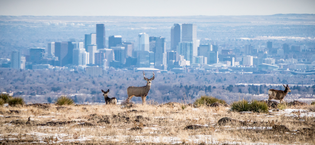 Buck Above the Denver Skyline