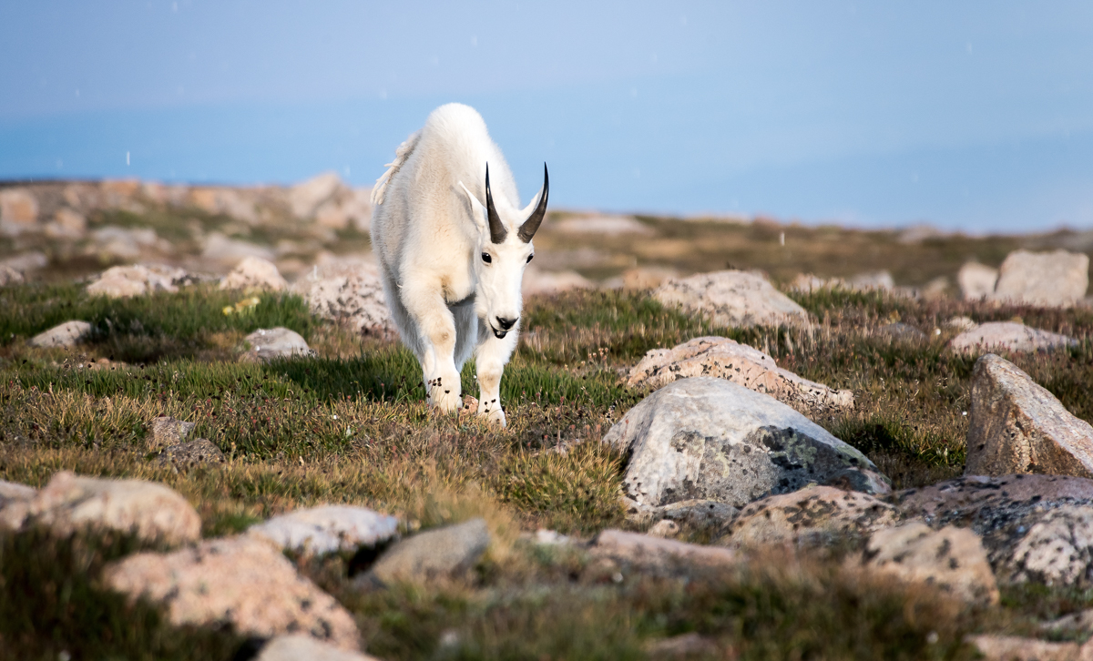 Lone Rocky Mountain Goat
