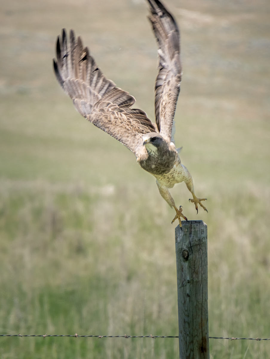 Take Off of a Ferruginous Hawk 