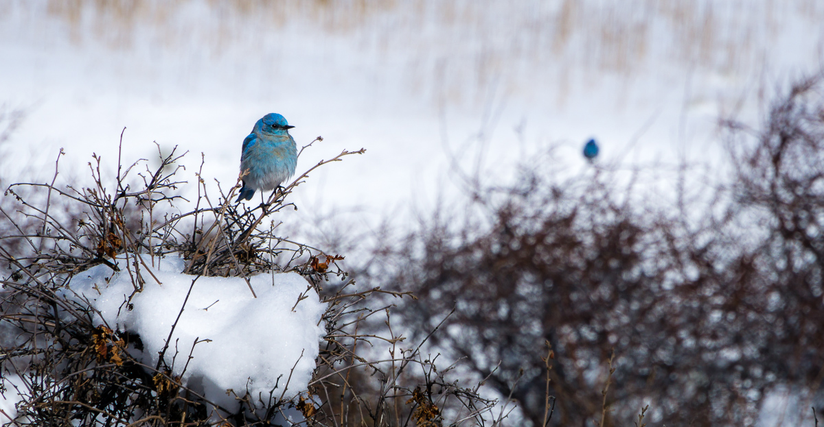 "Couple Chilly Bluebirds"