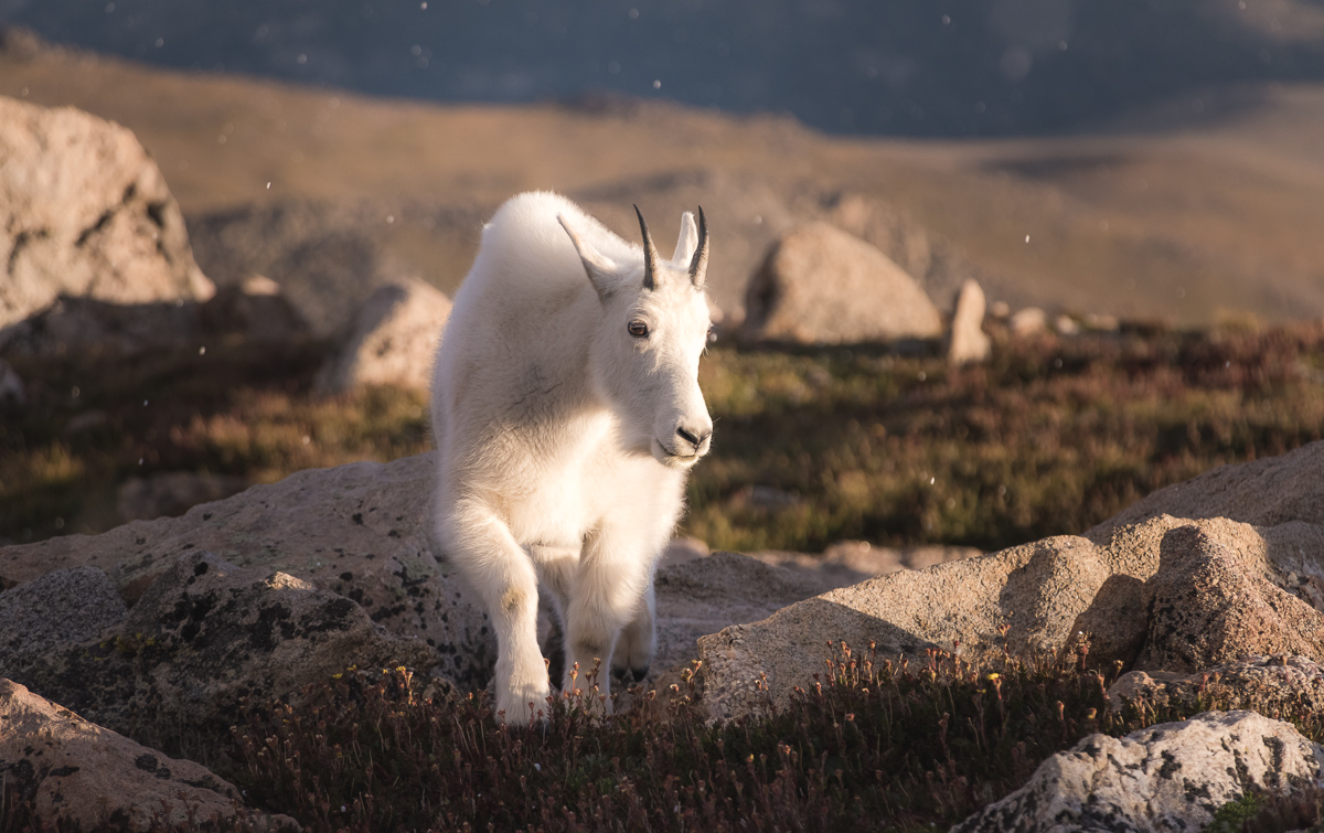 "Alpine Mountain Goat with Snow Flurries"