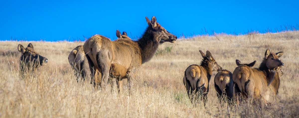 "Elk on Green Mountain"