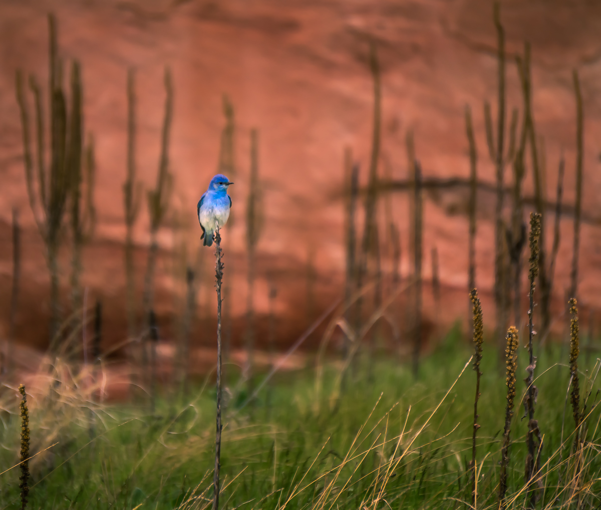 Perched Bluebird 