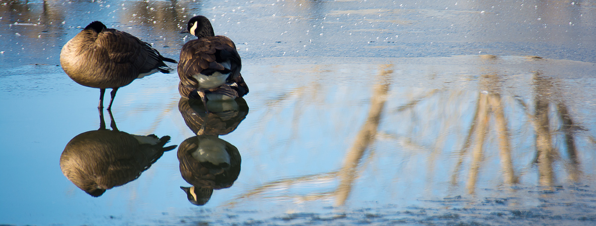 Reflections on the Iced Lake